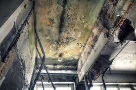 Professional Mold Removal in Geneva, AL